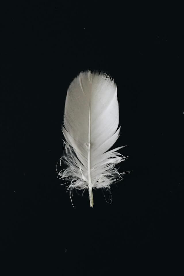 white feather in a dark background