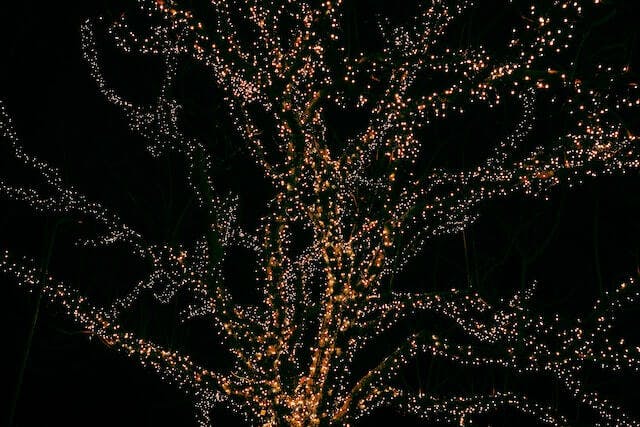 lights in the tree in the dark