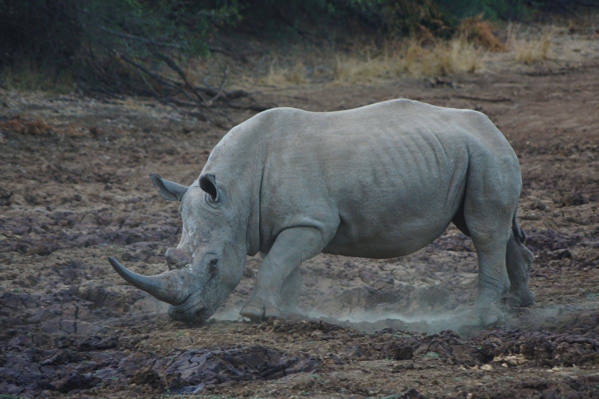 Beautiful white rhino at the Pilanesberg National Park, South Africa